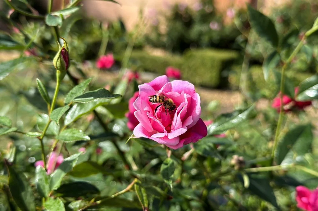 Armstrong Park's Unexpected Attraction: The Antique Rose Garden